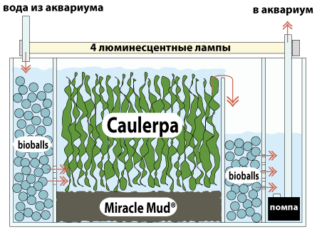 Как сделать самп в морской аквариум - Твой рабочий стол